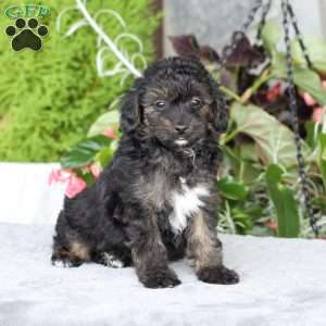 Rhett, Yorkie Poo Puppy